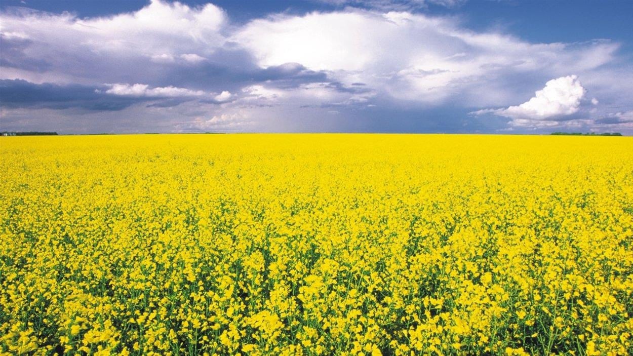 Un champ de canola.