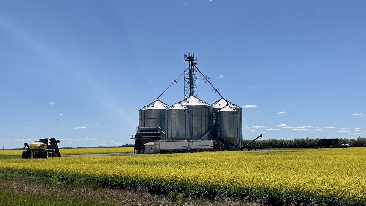 Dans les Prairies, des prévisions météorologiques rendent certains agriculteurs optimistes