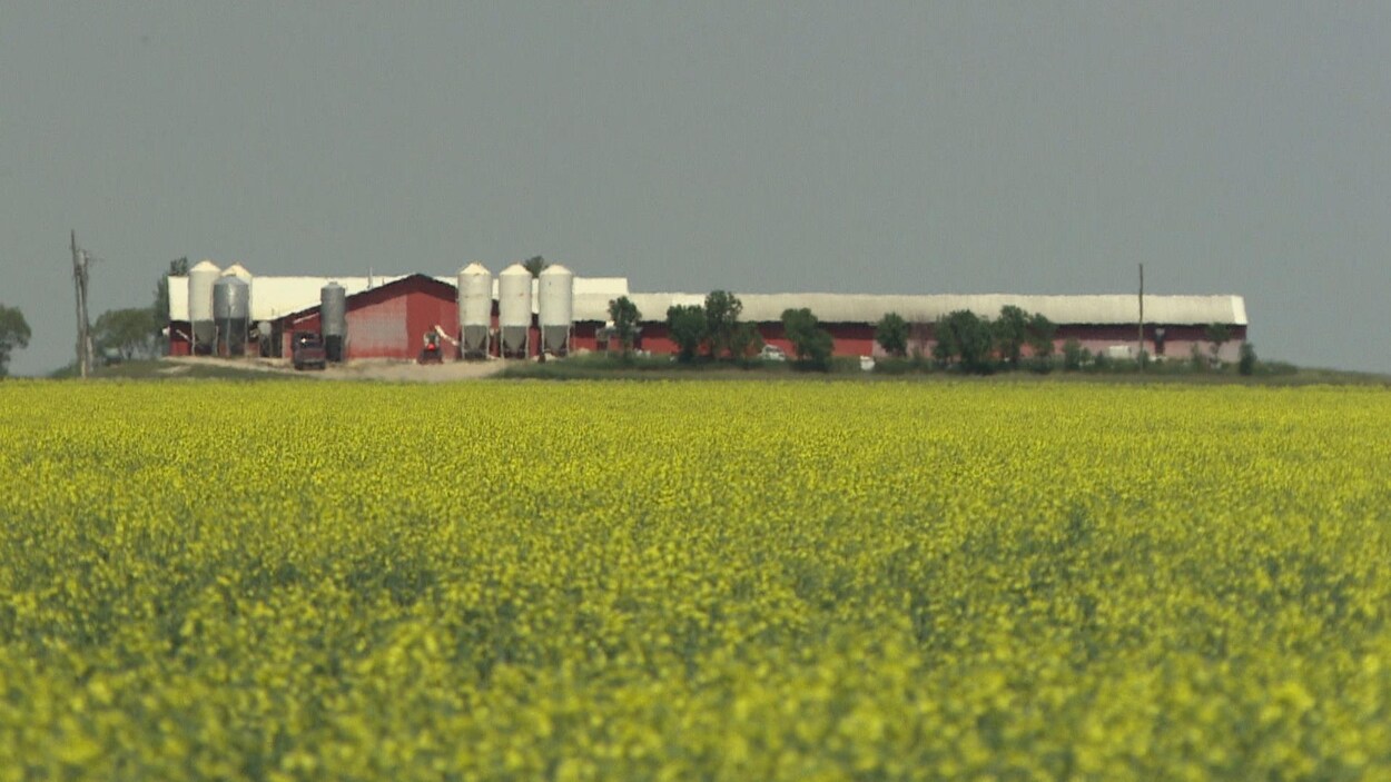 Champ de canola en fleur à l'avant-plan avec une ferme derrière.