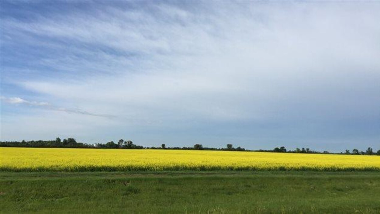 Champ de canola Champ de canola