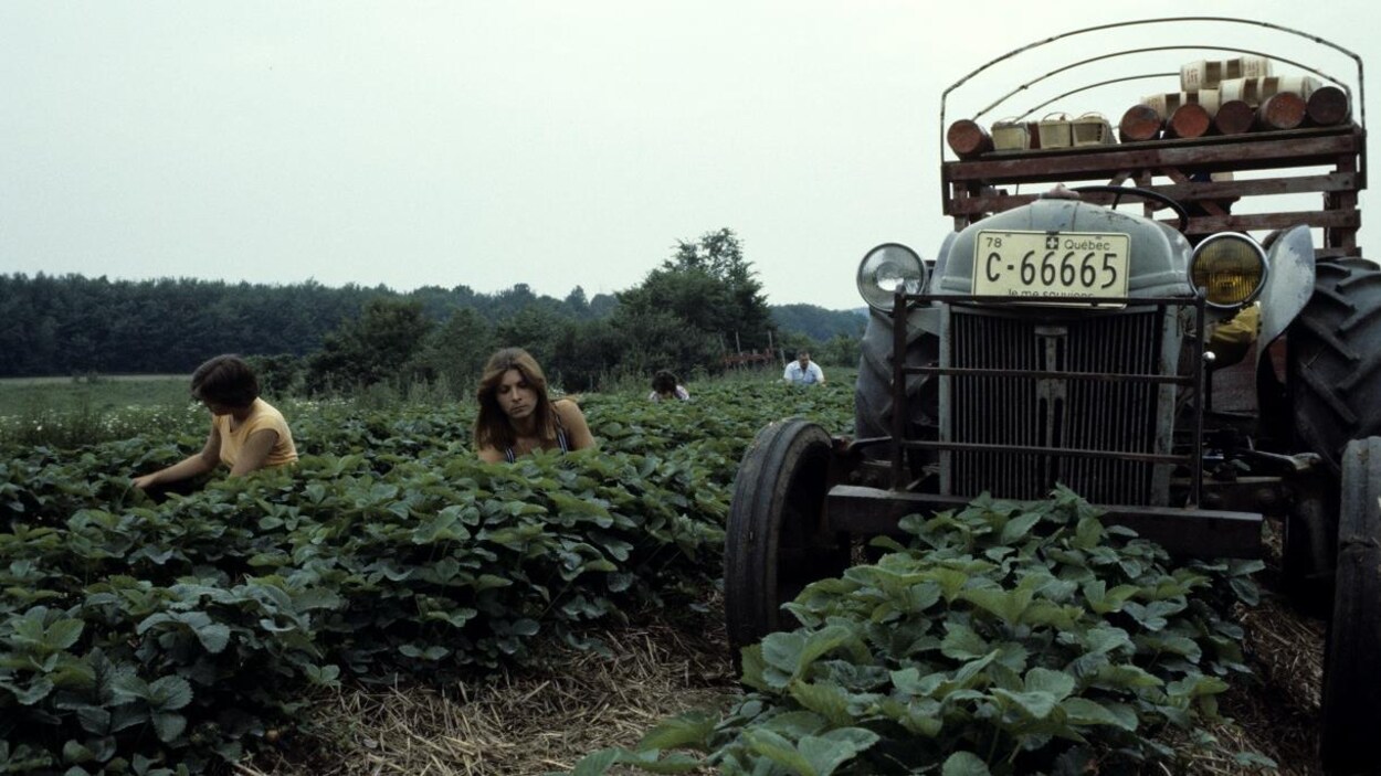 Des cueilleuses accroupies entre les rangées de plants tandis qu'on voit un tracteur immobilisé à côté d'elles.