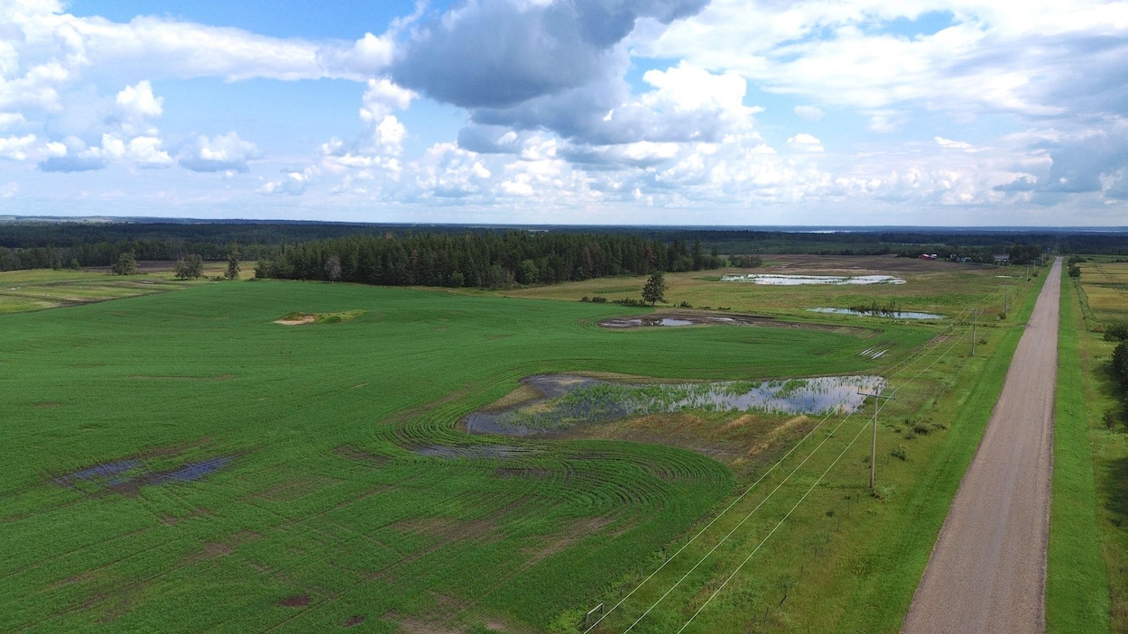 Un été bien trop humide pour des agriculteurs du nord-est