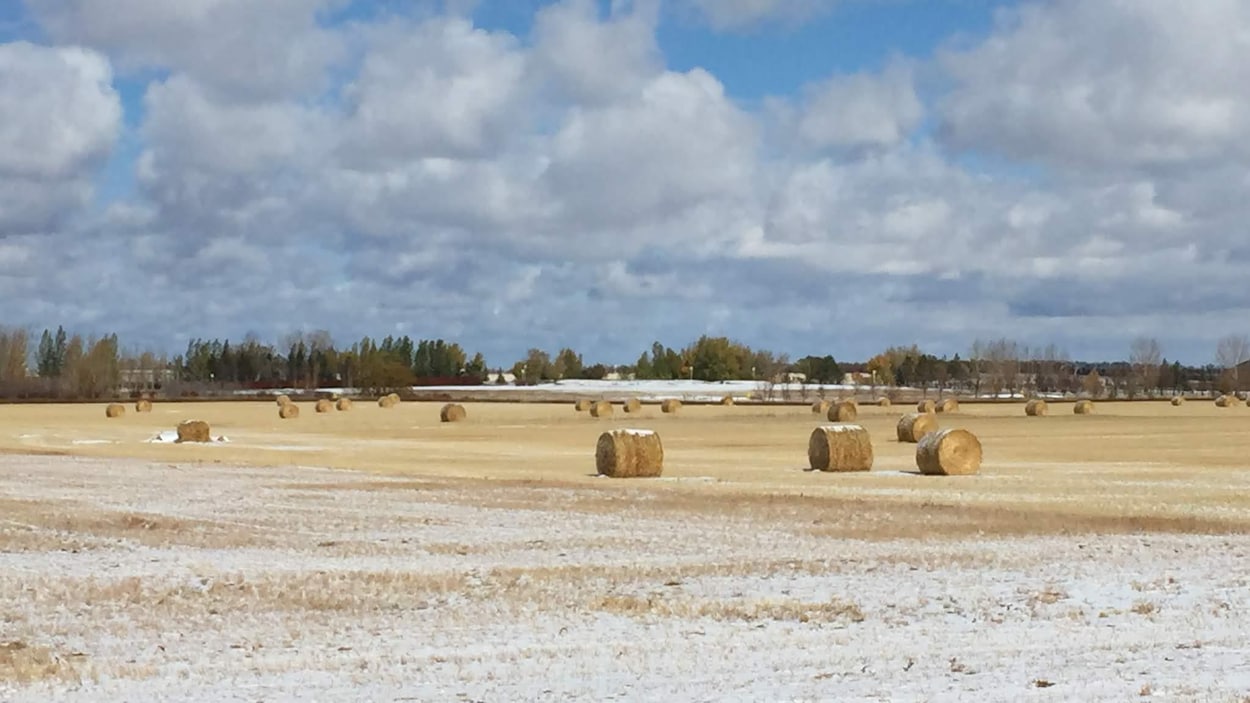 Des meules de foin dans un champ recouvert d'une mince couche de neige.