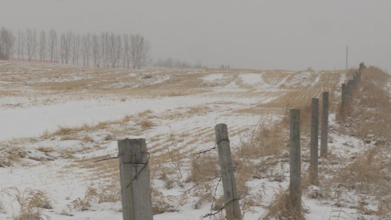Un champ en Alberta avec de la neige.