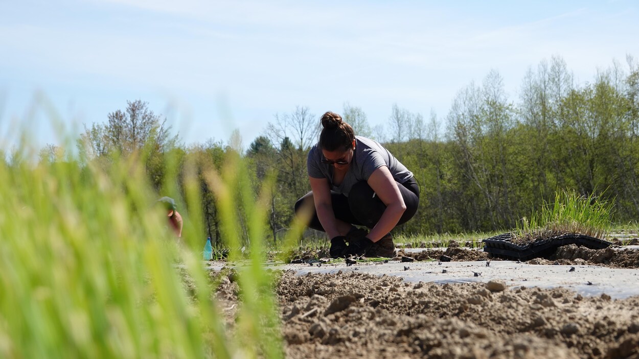 Notre journaliste, accroupie dans un champ, plante des échalotes.
