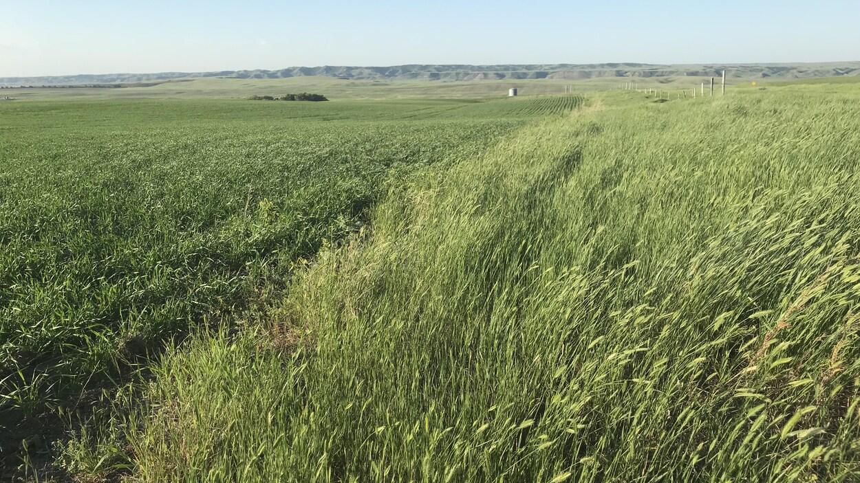 Un champ de céréales est bordé de plantes indigènes dans le sud de la Saskatchewan