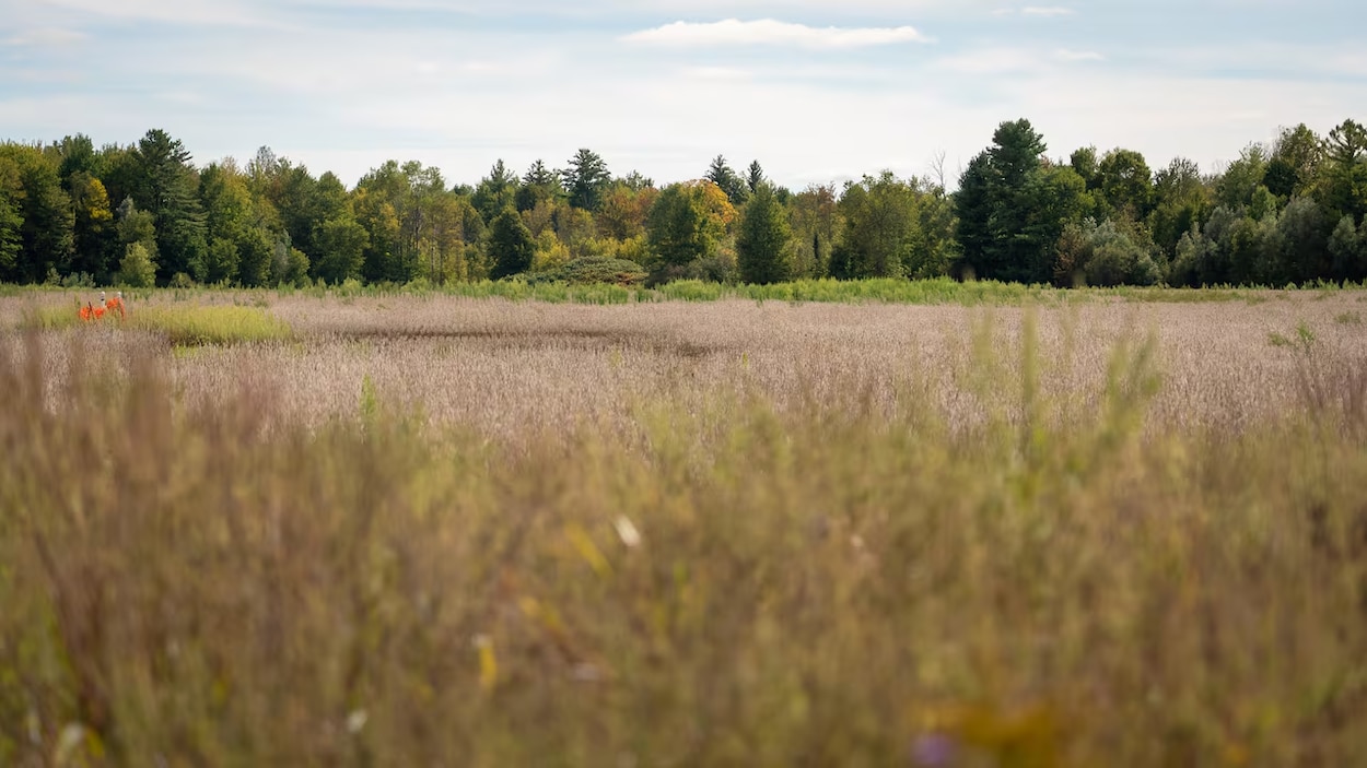 Le projet Tewin pourrait accueillir 20 000 résidents de plus