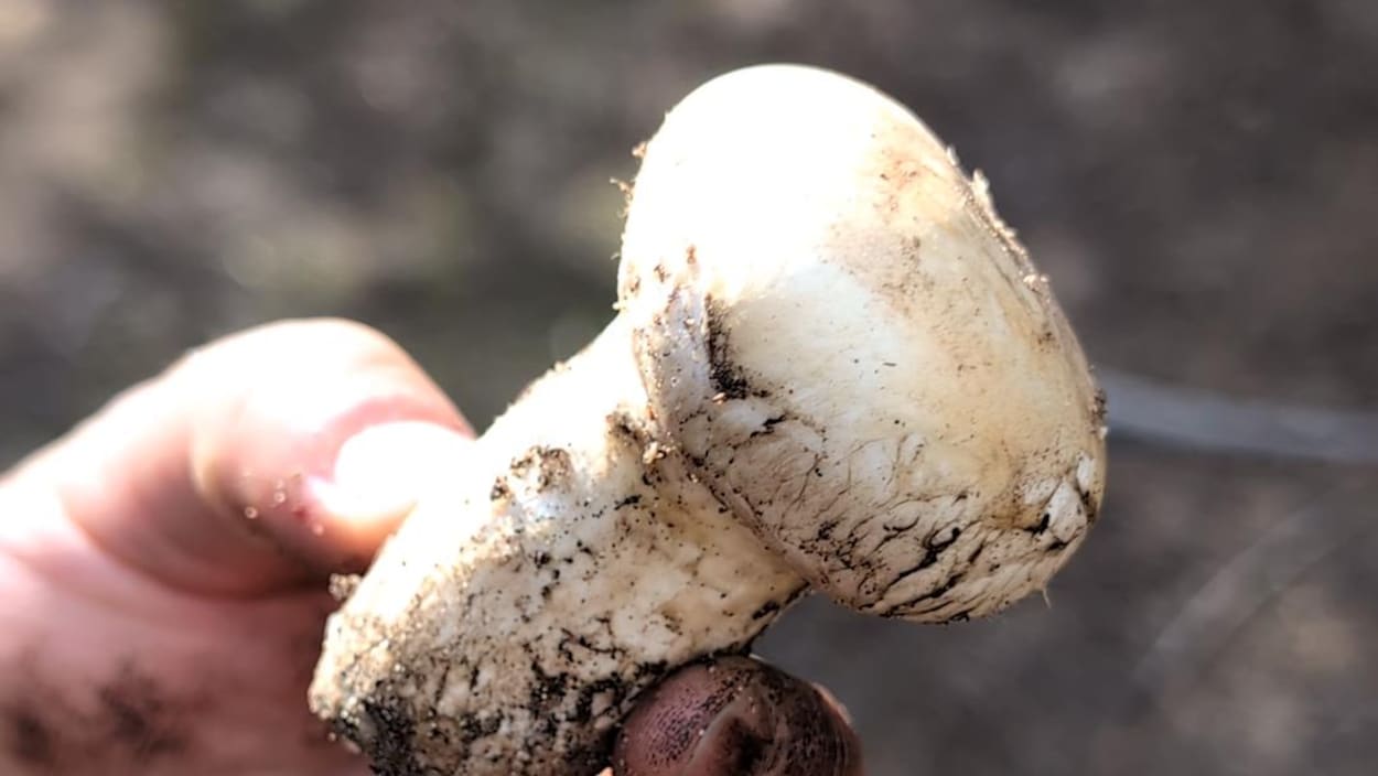 Une saison fructueuse pour la cueillette de champignons