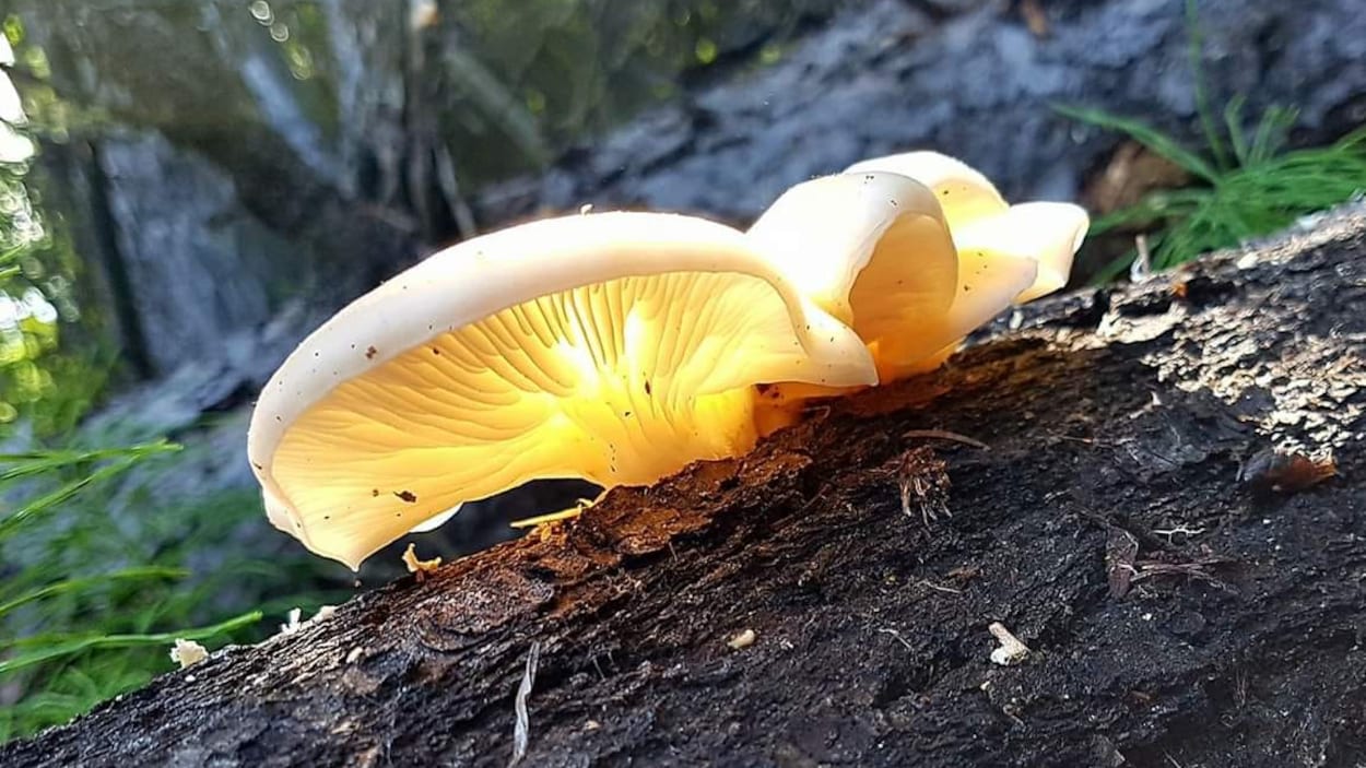 Des pleurotes en huître qui poussent sur un tronc d'arbre.