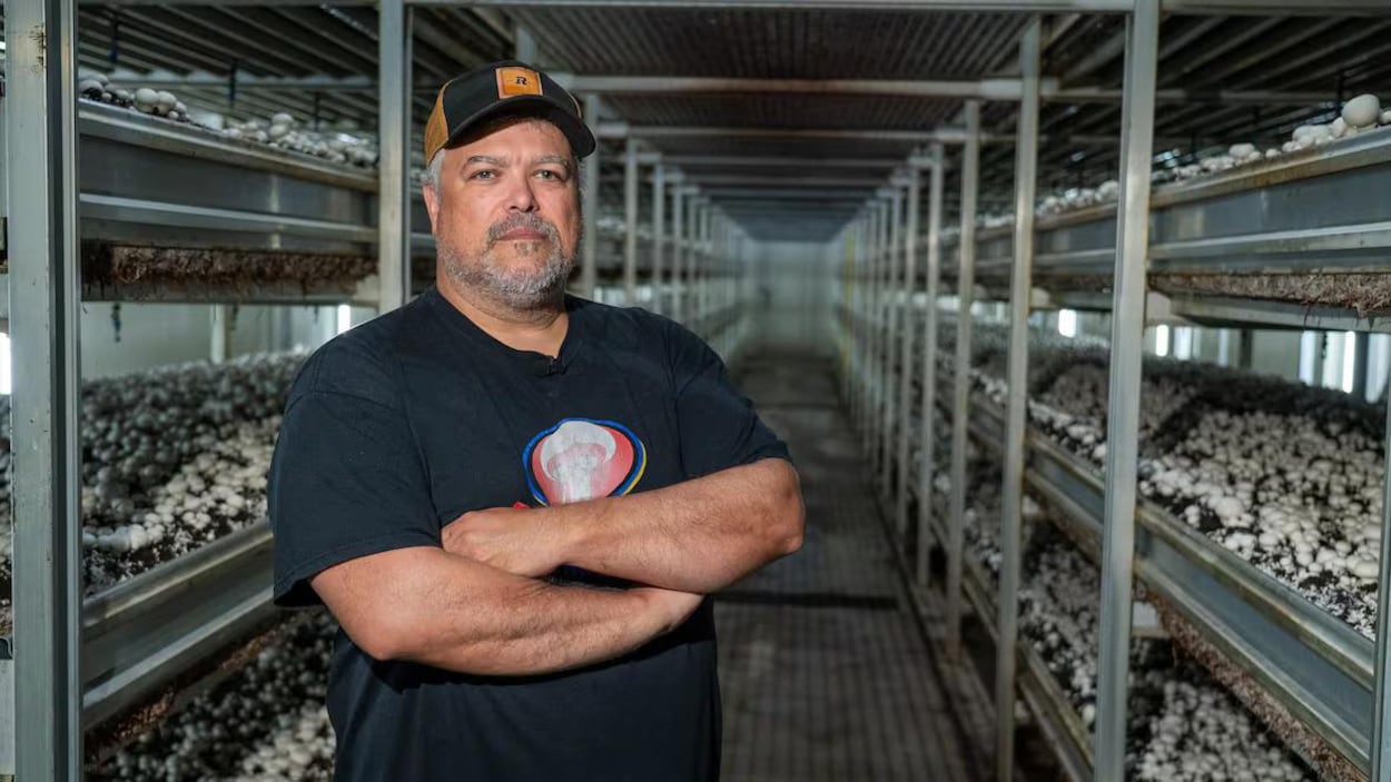 Inquiétudes des producteurs de champignons face aux tarifs américains
