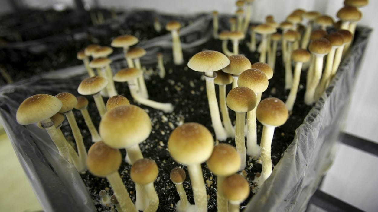Vue sur un plant de champignons magiques.