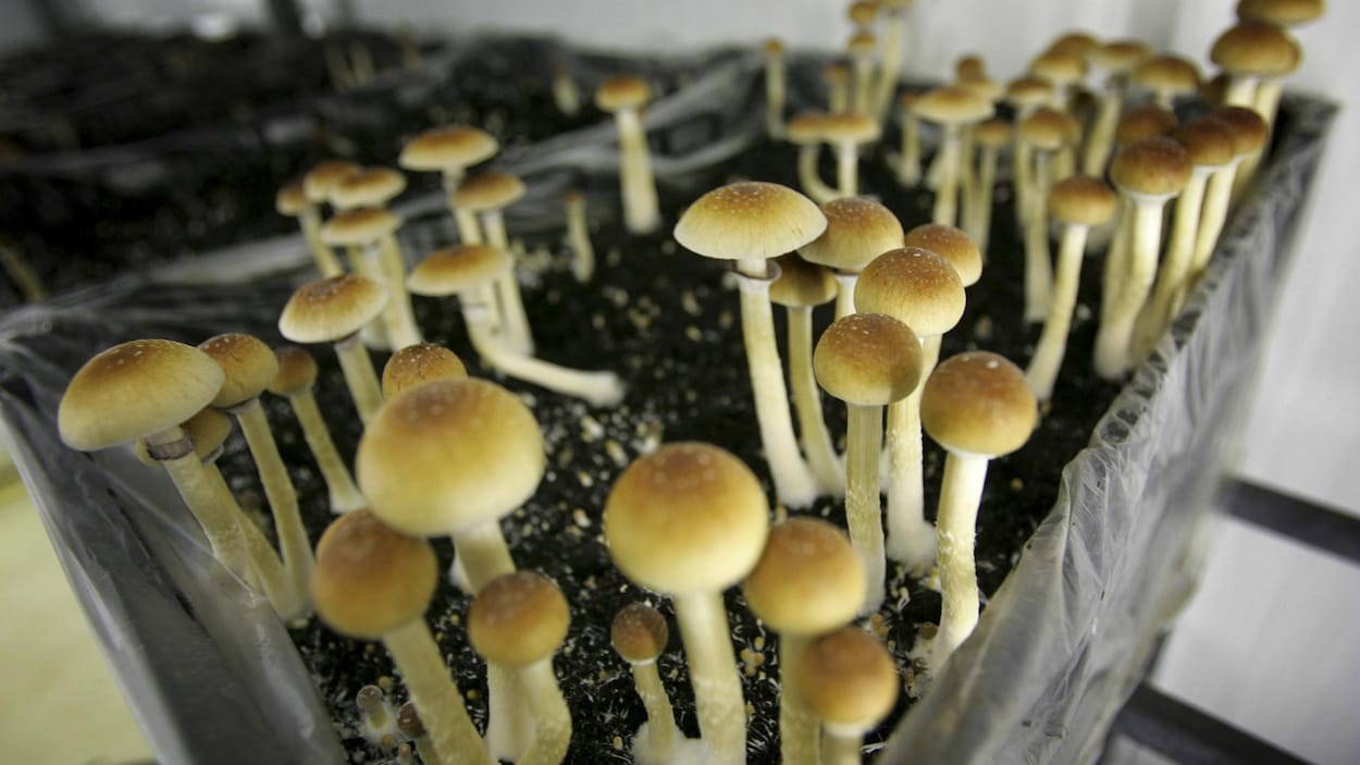 Les champignons magiques thérapeutiques intéressent des experts en  Atlantique