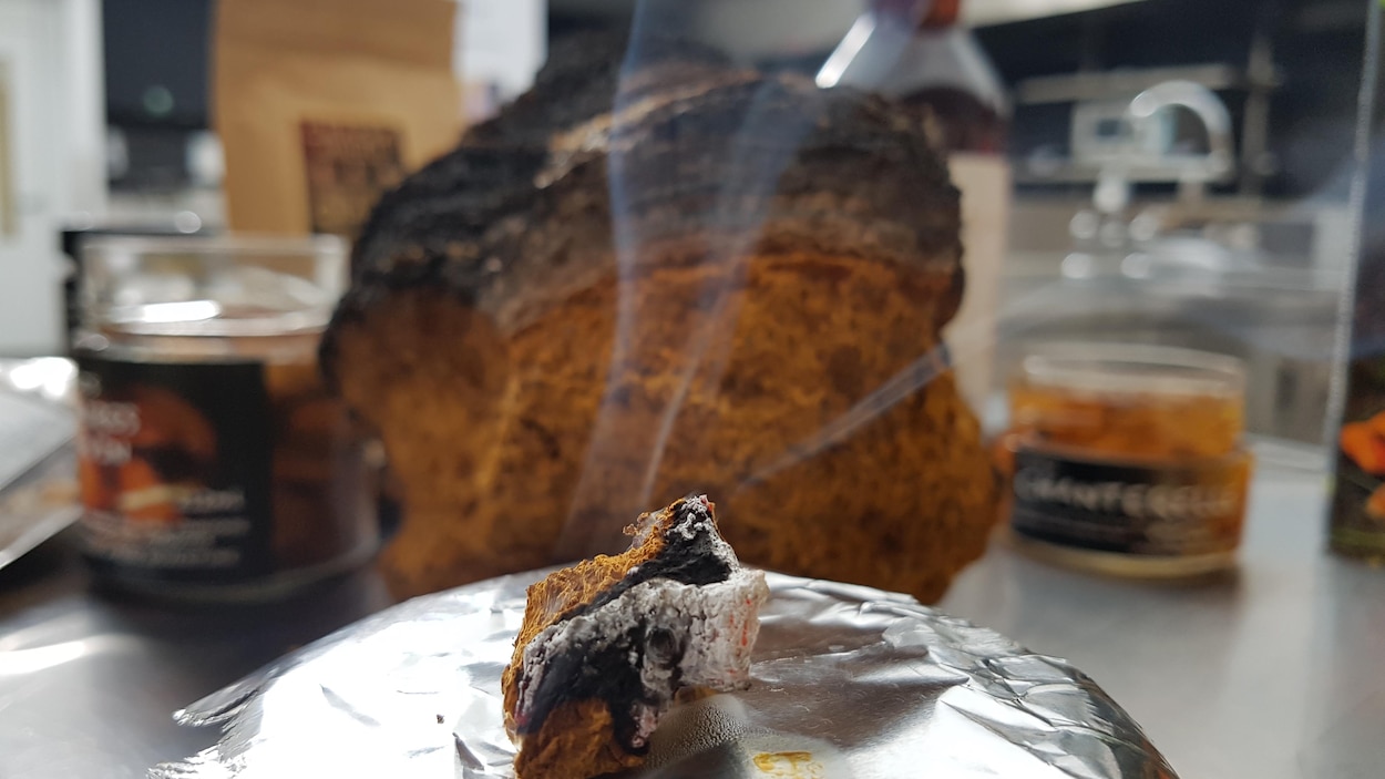 Un champignon sauvage du Québec