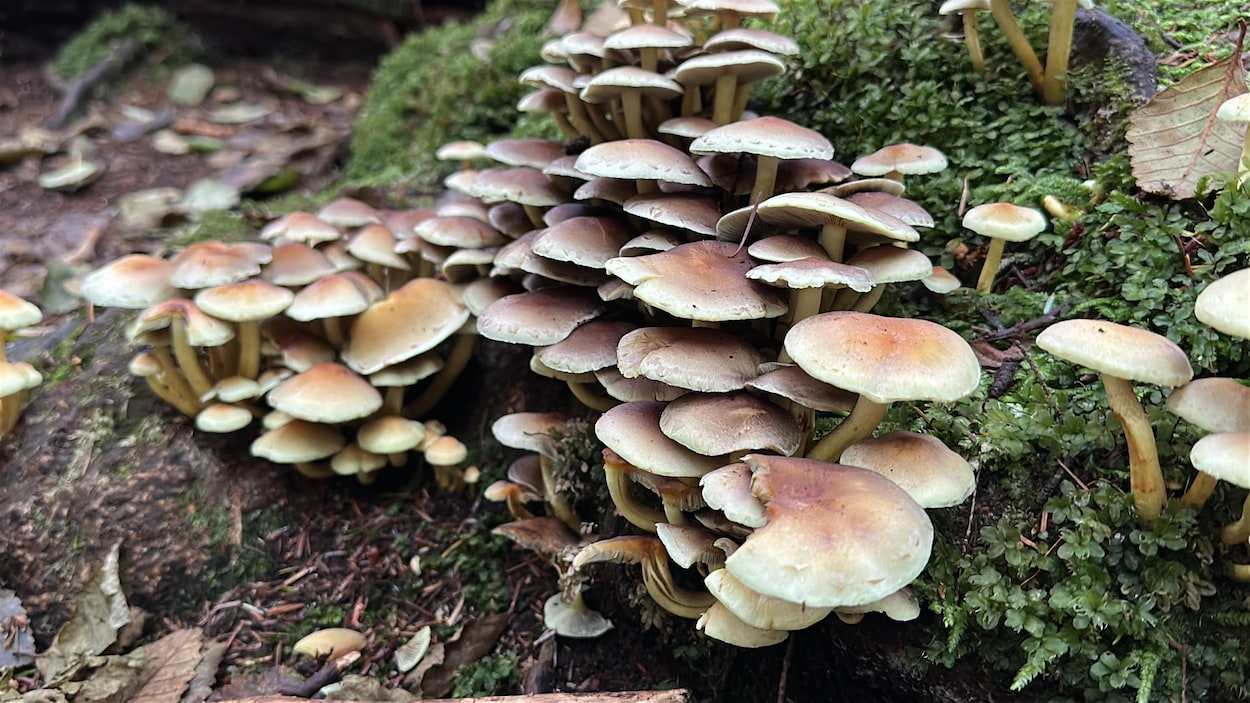 Prudence avant de cueillir un champignon