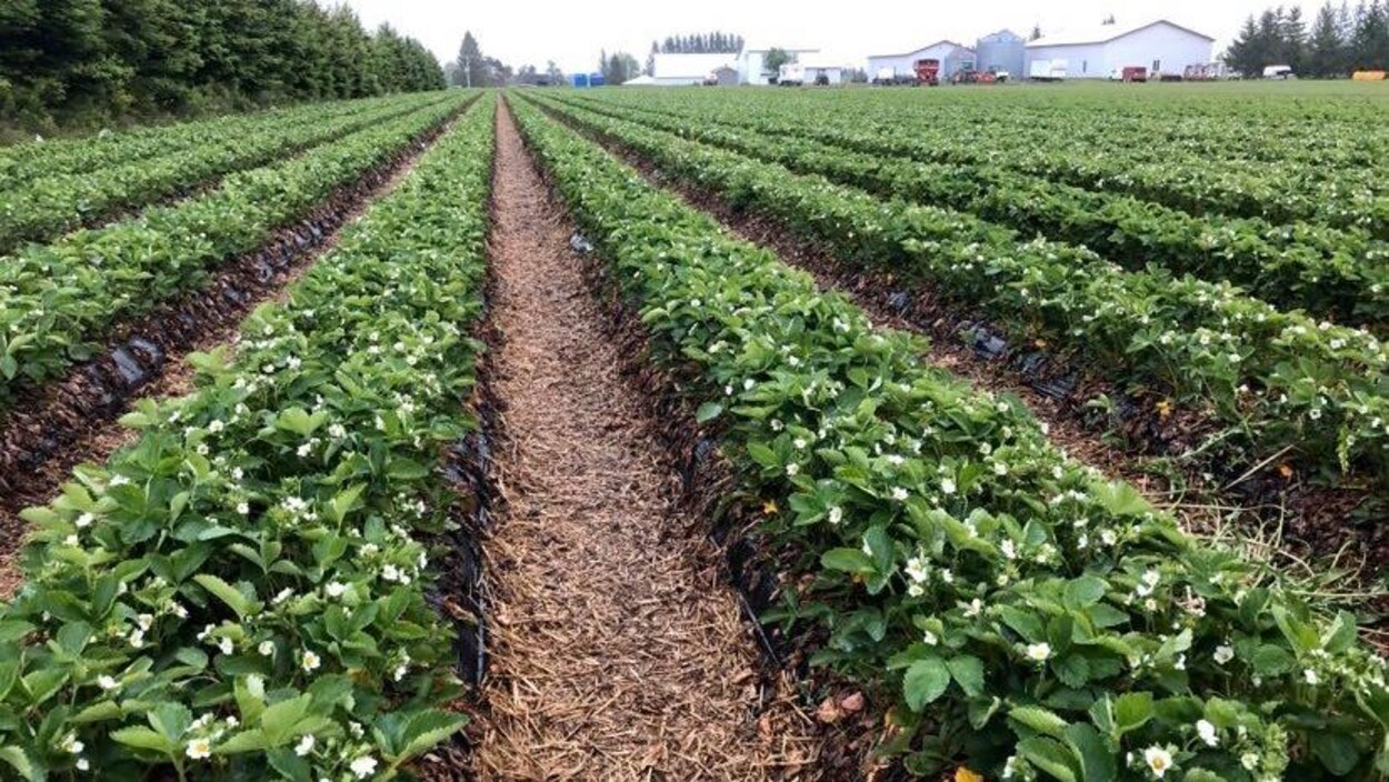 Des plants de fraises de la fraisière Faucher