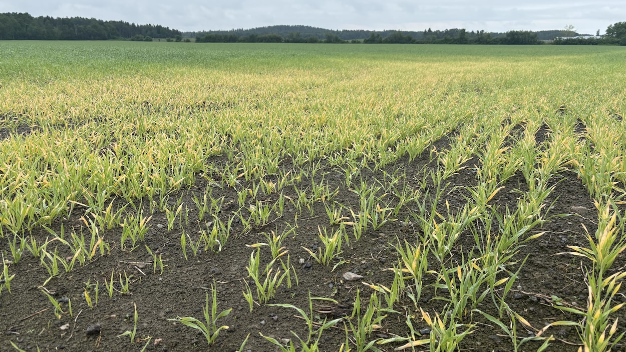 Il pleut (beaucoup) et ça dérange les agriculteurs