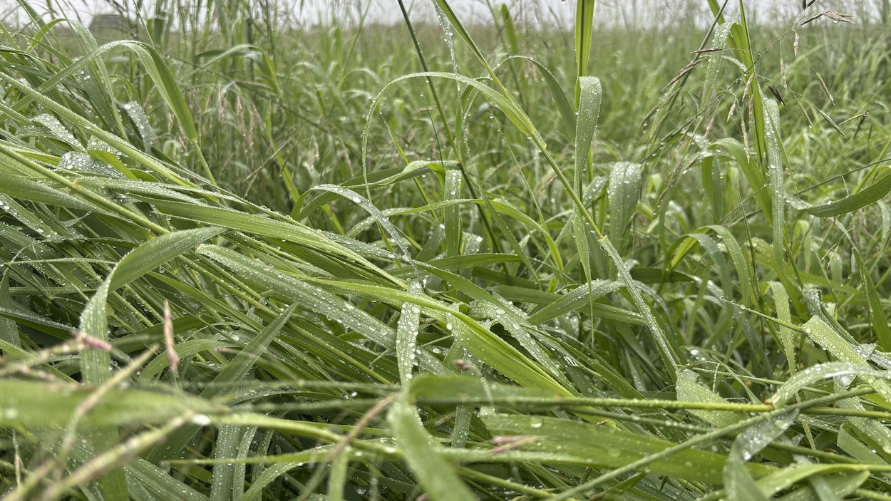 La pluie tombée en juin complique la vie des agriculteurs