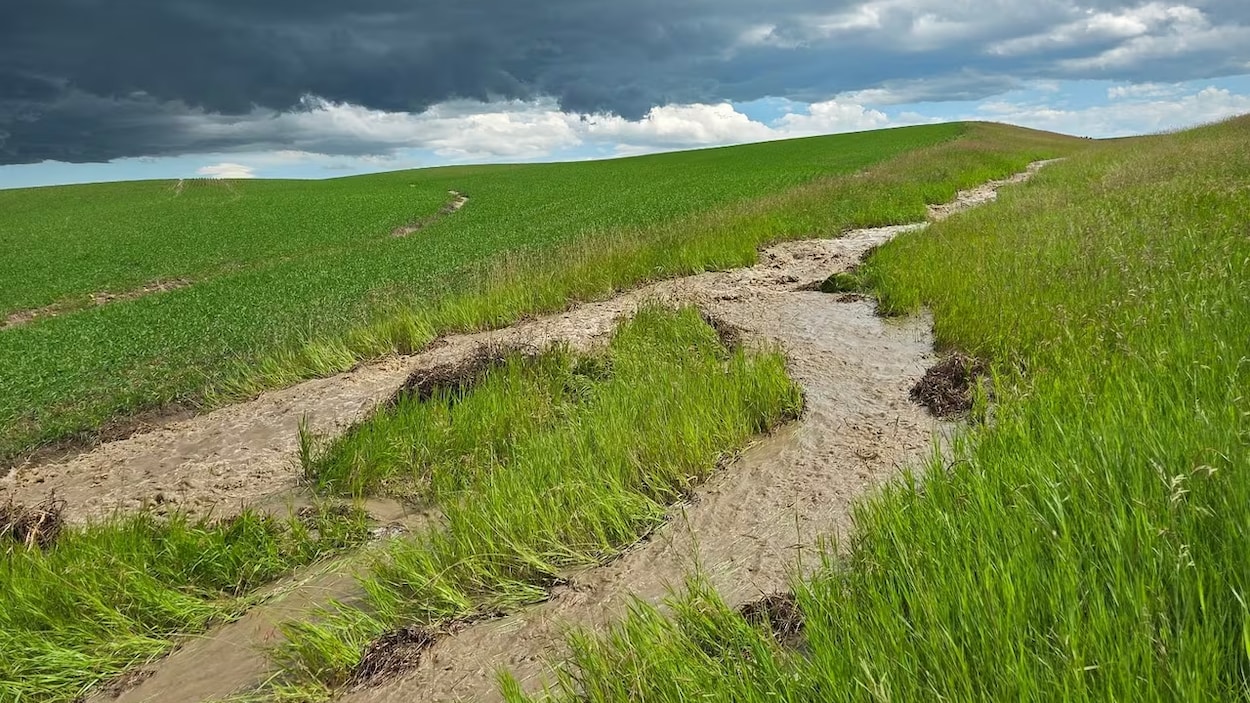 Les agriculteurs paient le prix des tempêtes répétées en Saskatchewan