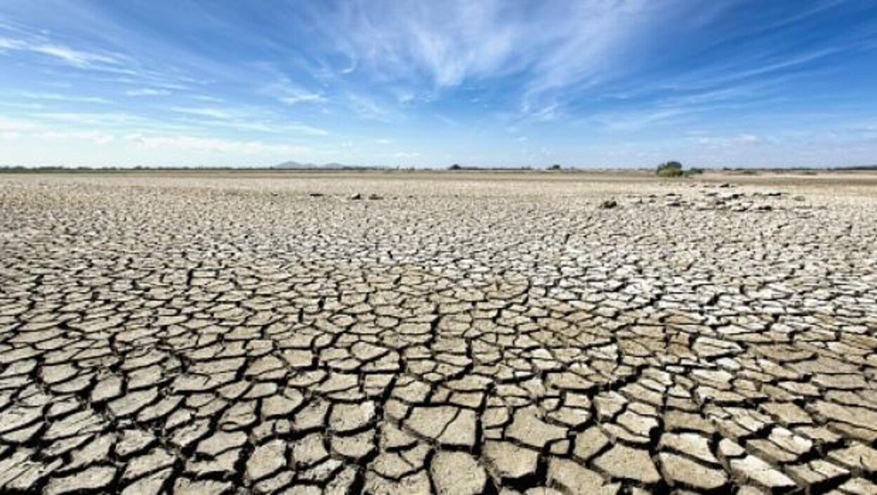 Des sols craquelés par la sécheresse.