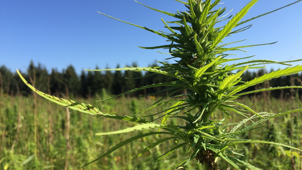 La culture du chanvre industriel de plus en plus populaire au