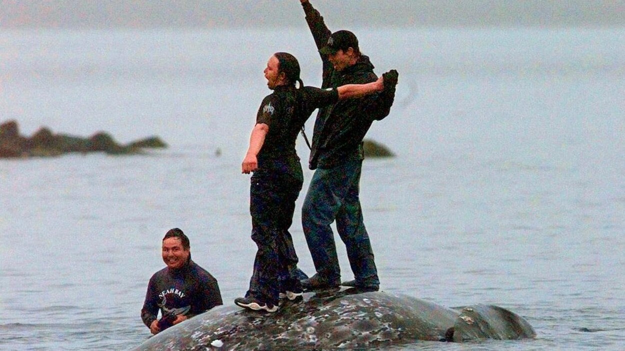 Des baleiniers Makah se tiennent sur la carcasse d'une baleine grise morte.