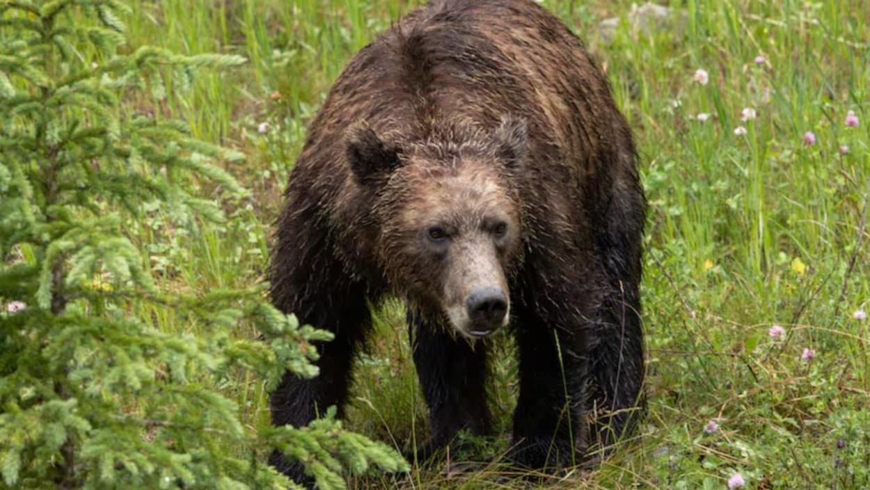 Une attaque de grizzly à Vanderhoof