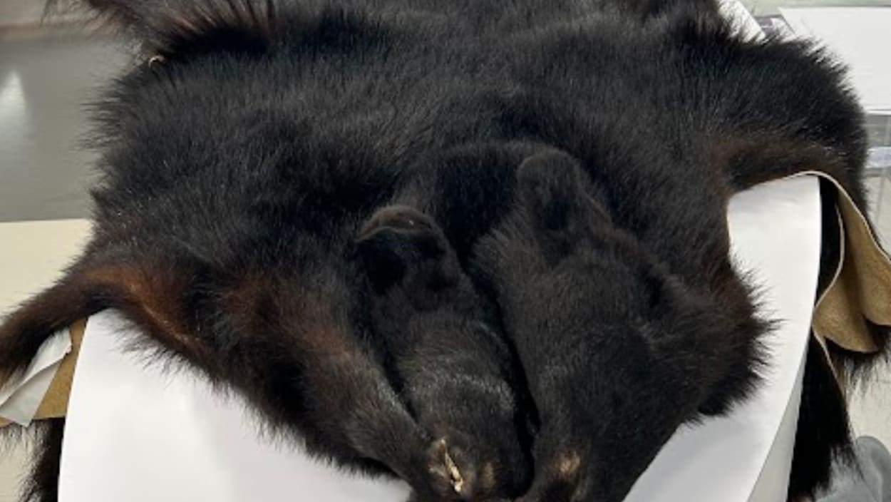 Les secrets de la chasse à l’ours noir à l’arc avec Nelson Ayotte