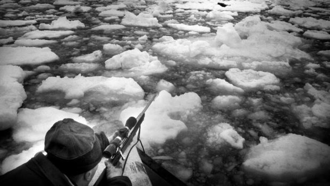 La chasse au phoque telle que vue par le chasseur Radio Canada