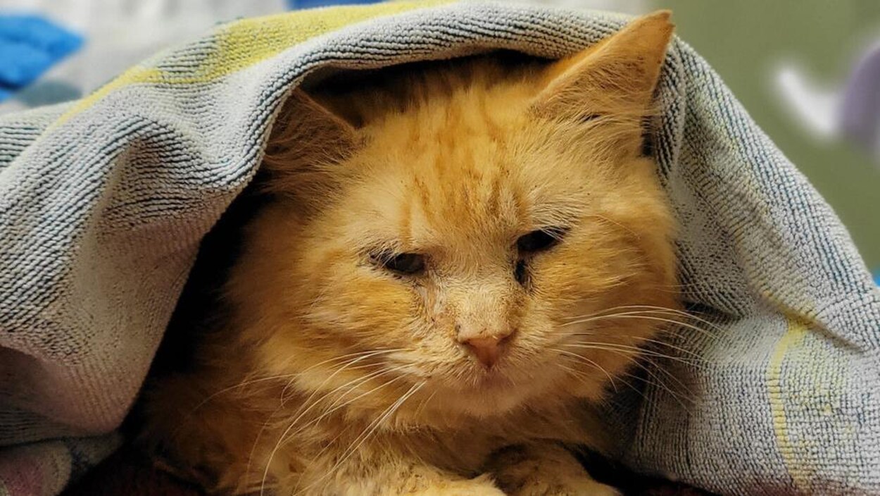 130 Chats Retrouves Morts Dans Des Congelateurs Radio Canada Ca