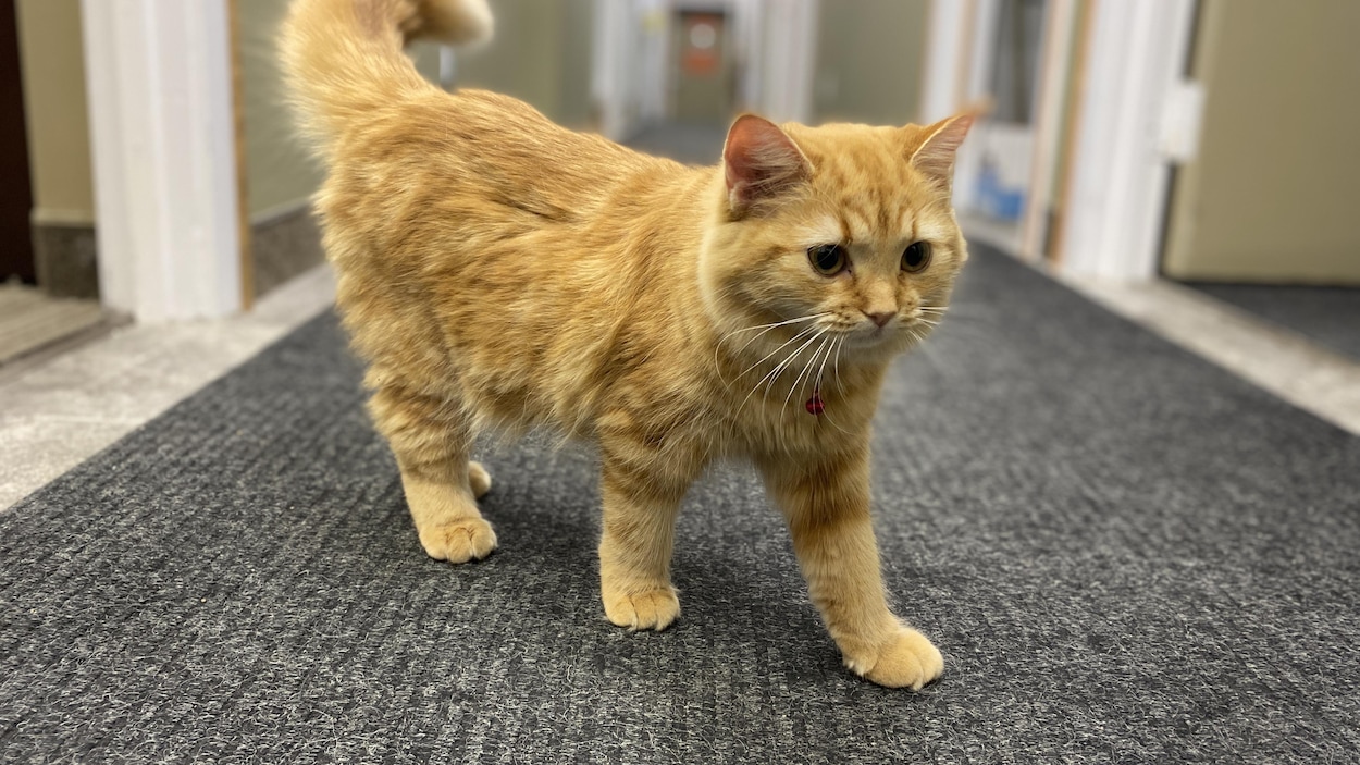 Avoir un chat au bureau est désormais possible à Saskatoon grâce à la SPCA
