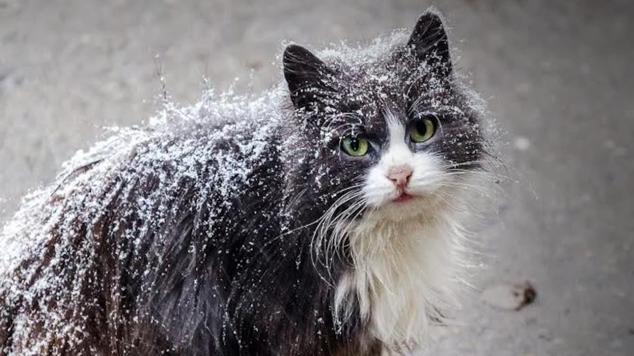 De L Aide Reclamee Pour Les Chats Errants A Riviere Du Loup Radio Canada Ca