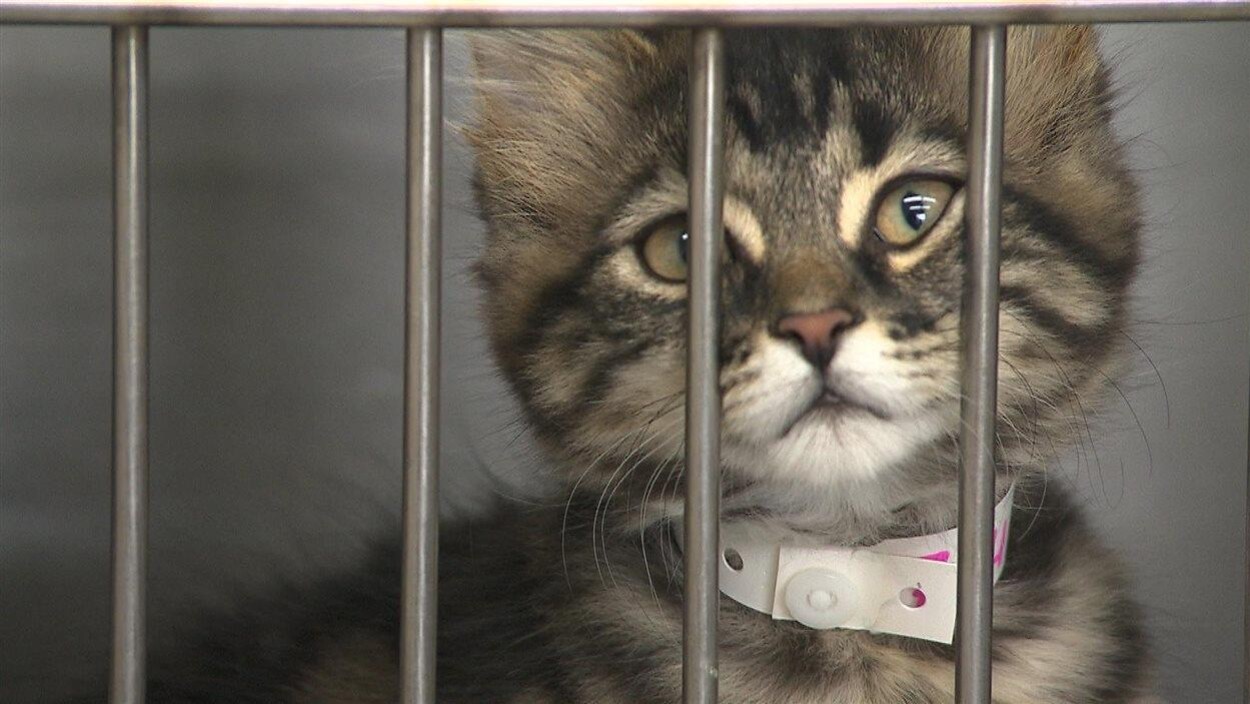 Un refuge pour animaux verra le jour à PointeauPère