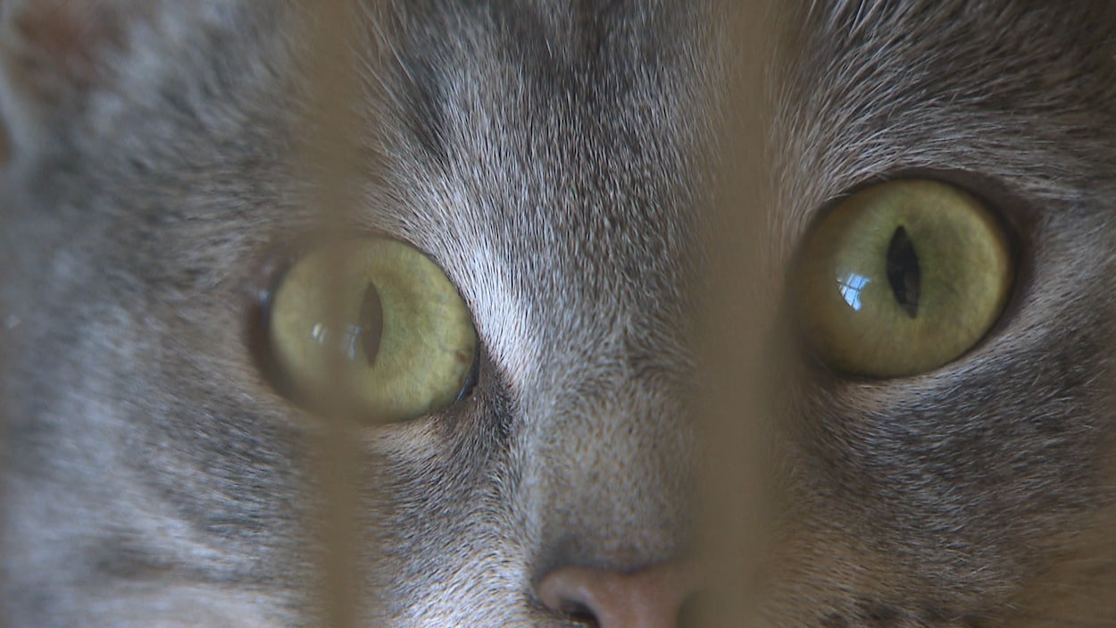 Gros plan sur les yeux d'un chat.