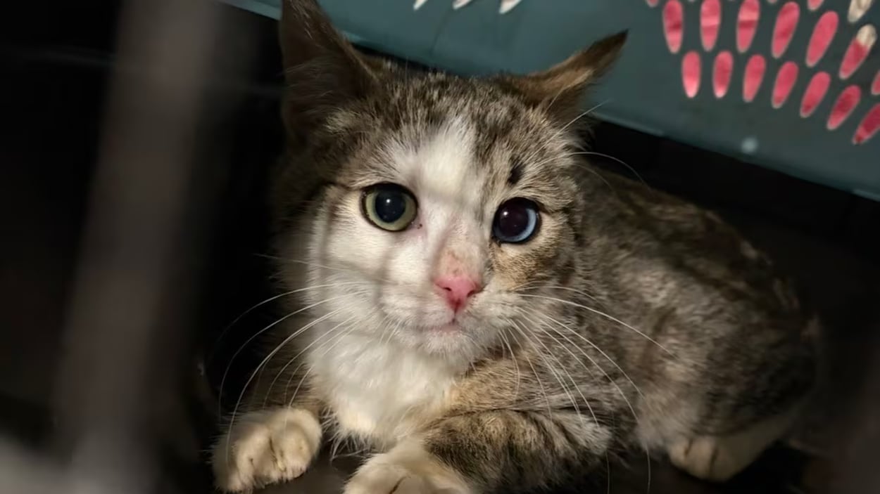 Un corps et des dizaines de chats trouvés dans une maison remplie de déchets