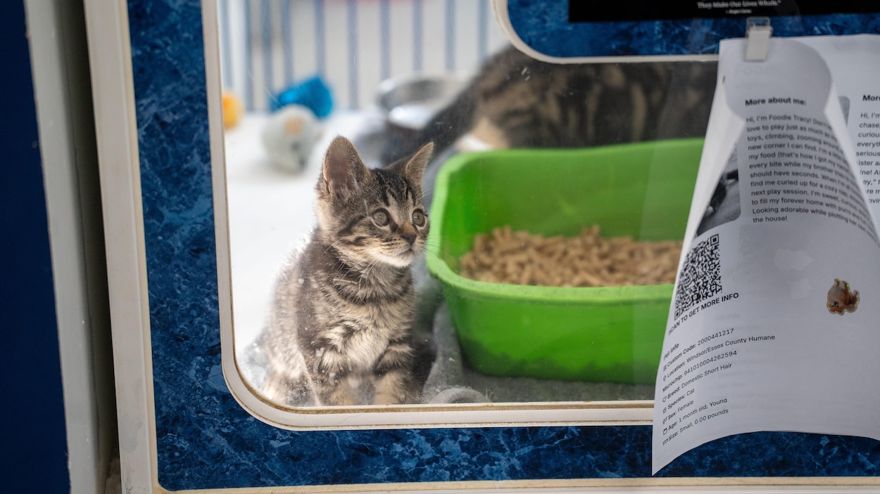 Dans les coulisses d’un refuge : de l’arrivée d’un chat à son adoption
