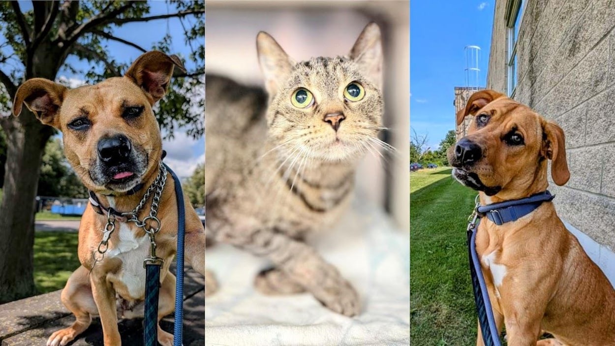 Vague de solidarité à Hamilton après des rumeurs infondées sur l’euthanasie d’animaux