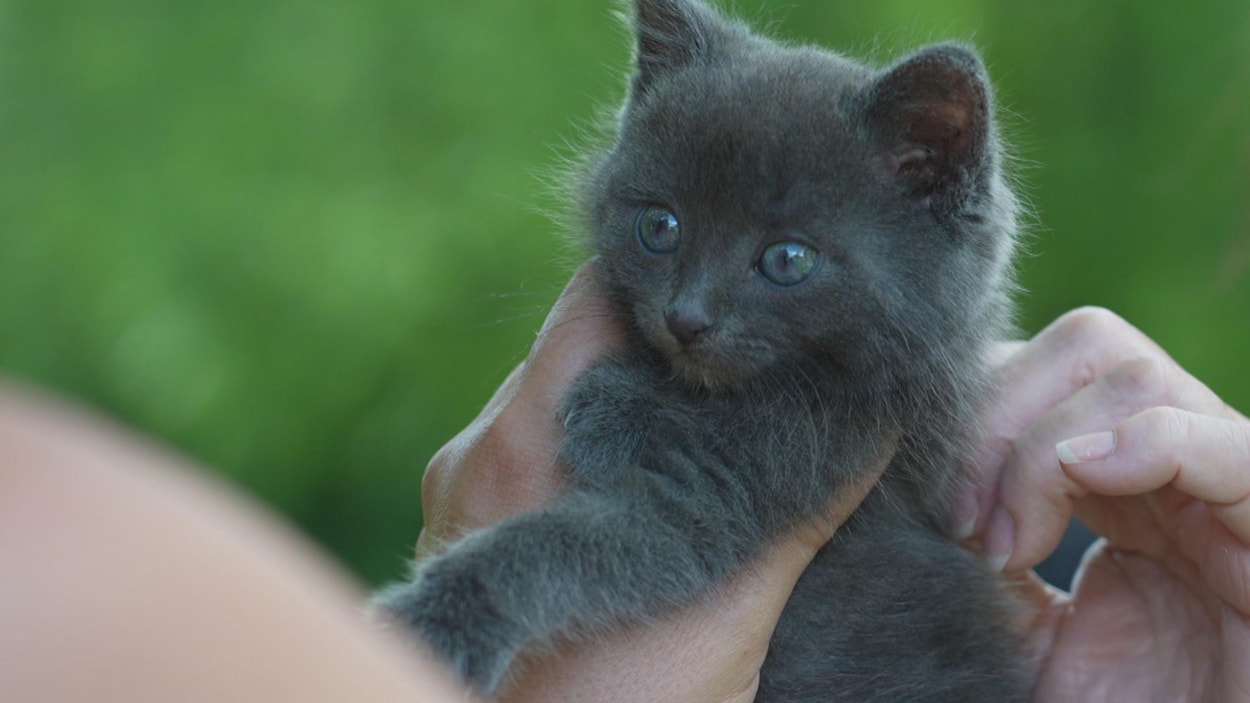 Des chats touchés par une maladie mortelle à Rivière-du-Loup