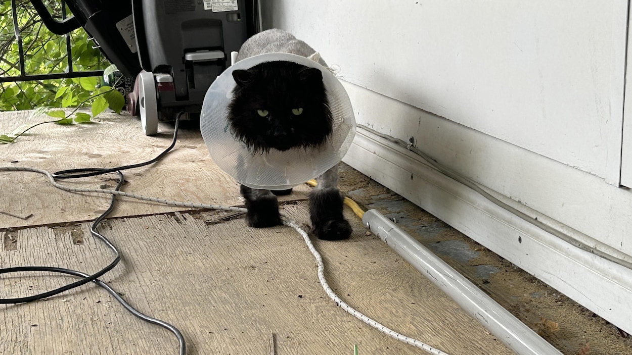 Un chat retrouvé après quatre ans d’absence