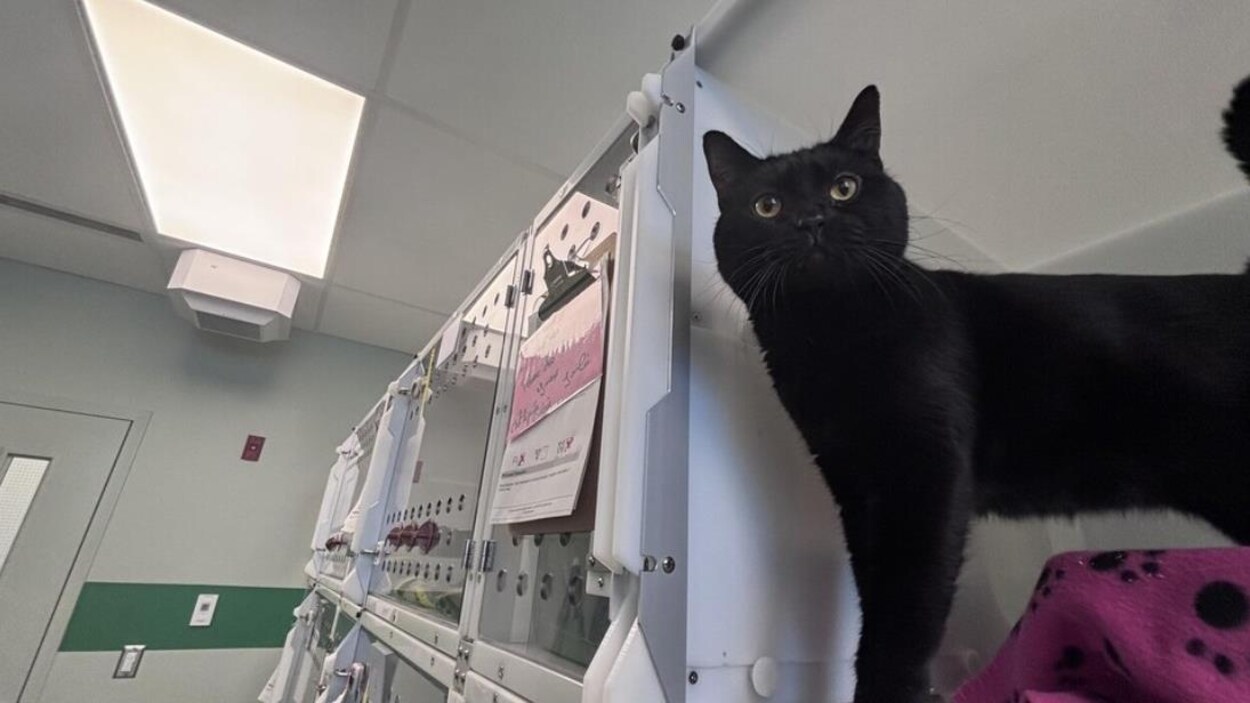 Le biais du chat noir ou pourquoi il séduit moins dans les refuges