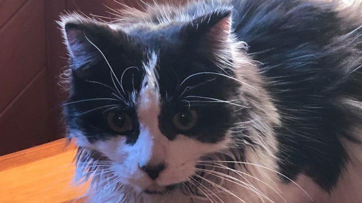 La chatte Oreo sur une table. La chatte Oreo sur une table.