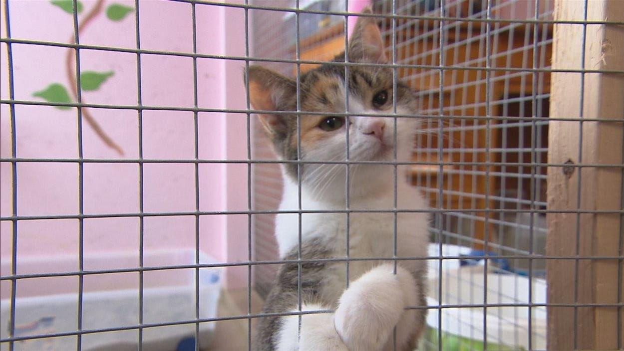 Un chat met sa patte dans le grillage d'une cage.