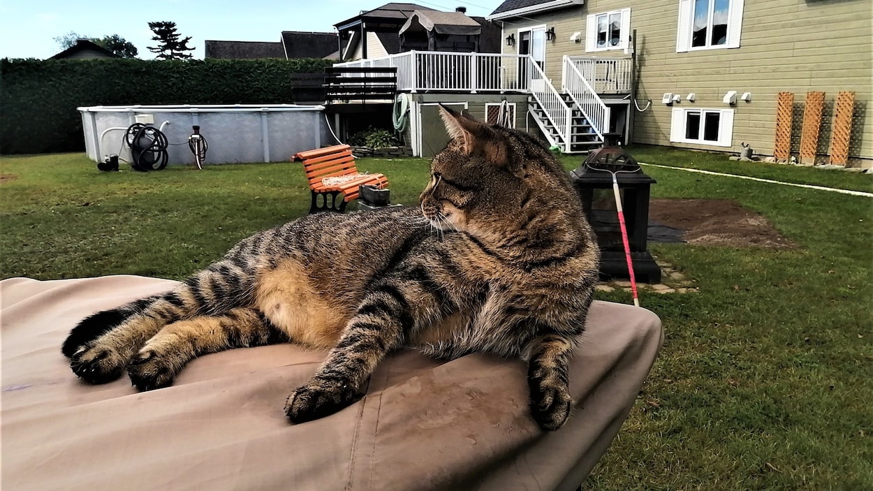 Condamné pour l’enlèvement du chat de son voisin à Saint-André-Avellin