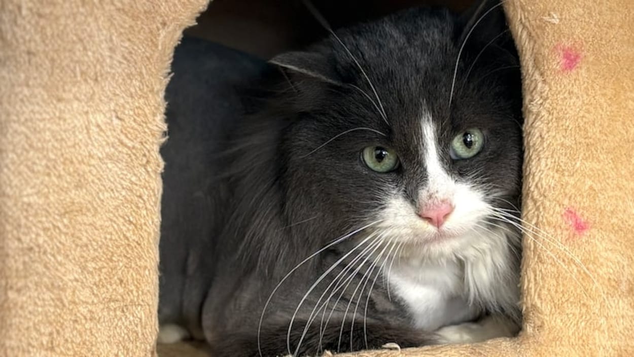 Accumulation compulsive : déjà 47 chats secourus dans une seule maison