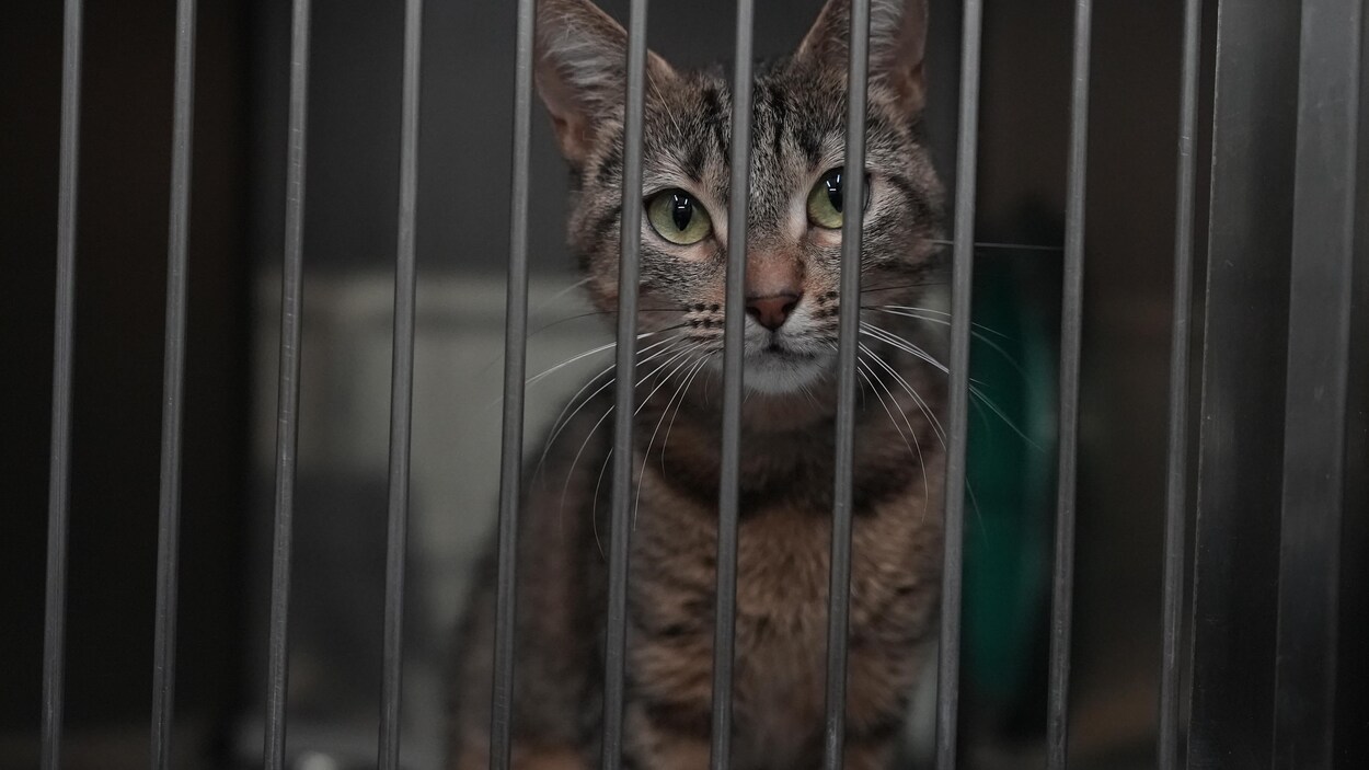 La SPA d’Arthabaska dépassée par la surpopulation de chats