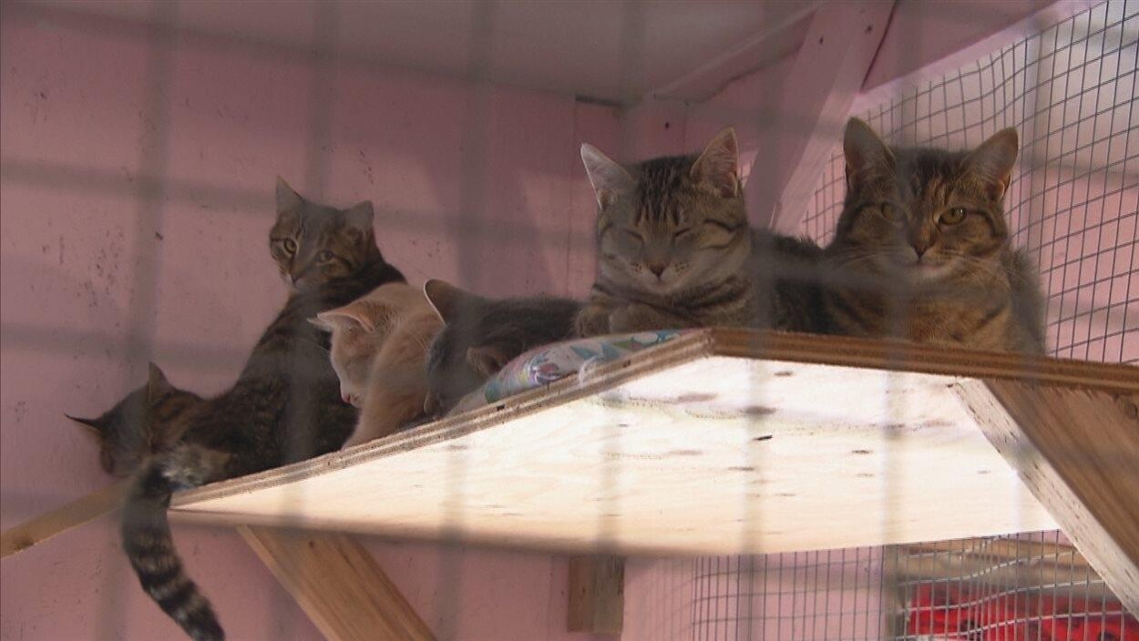 Un Refuge Pour Chats Qui Déborde à Saint Anaclet Radio