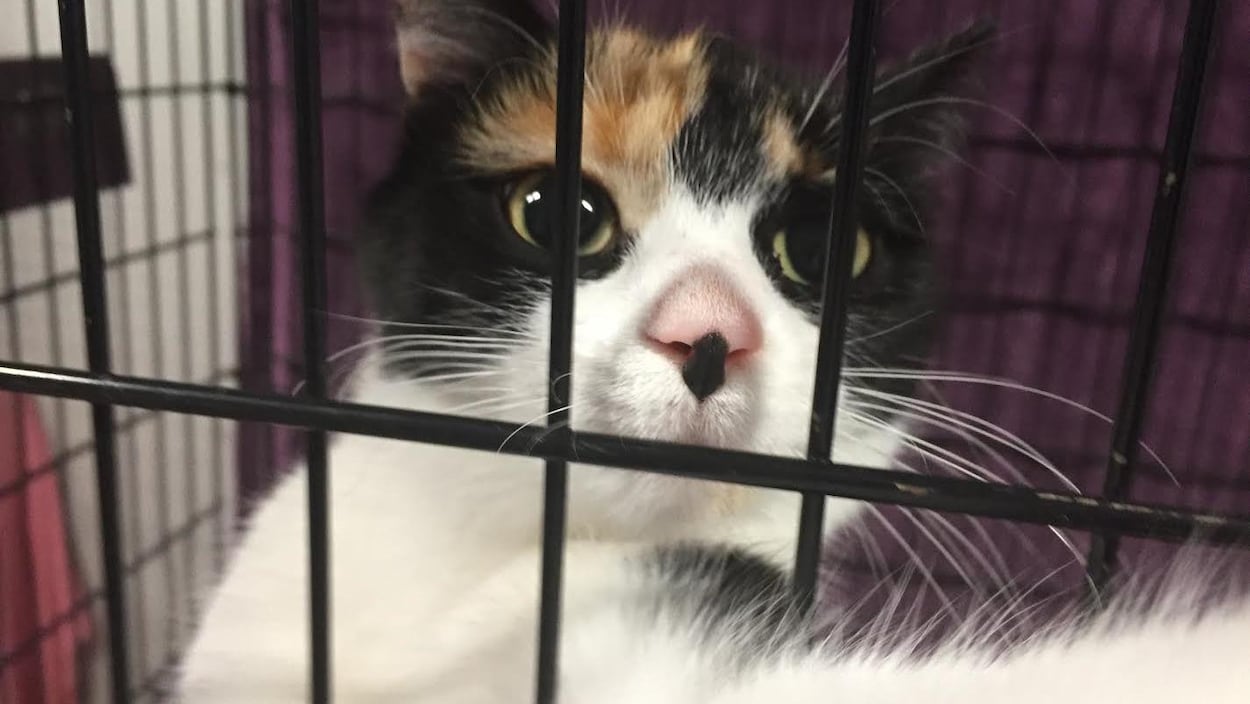 Un chat à la SPCA de Rouyn-Noranda