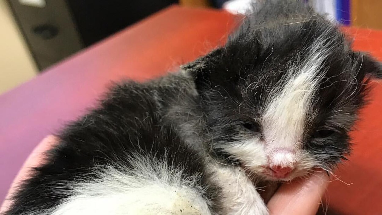 La SPCA de Prince Albert affirme que le chaton Bernie, brûlé, récupère bien, mais qu'il n'est pas adoptable. La SPCA de Prince Albert affirme que le chaton Bernie, brûlé, récupère bien, mais qu'il n'est pas adoptable.