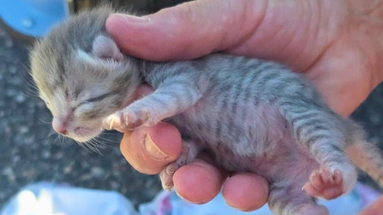 Une chatte et ses six chatons sauvés par la police