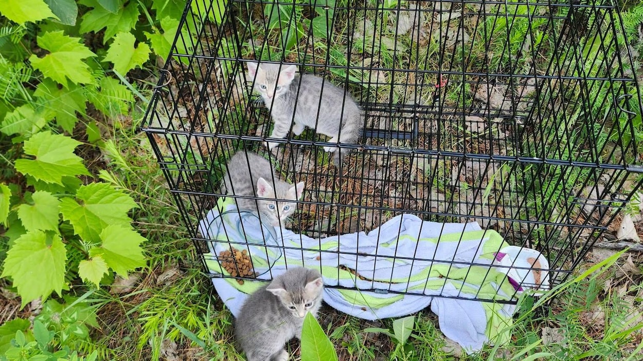 Des chatons abandonnés dans une cage