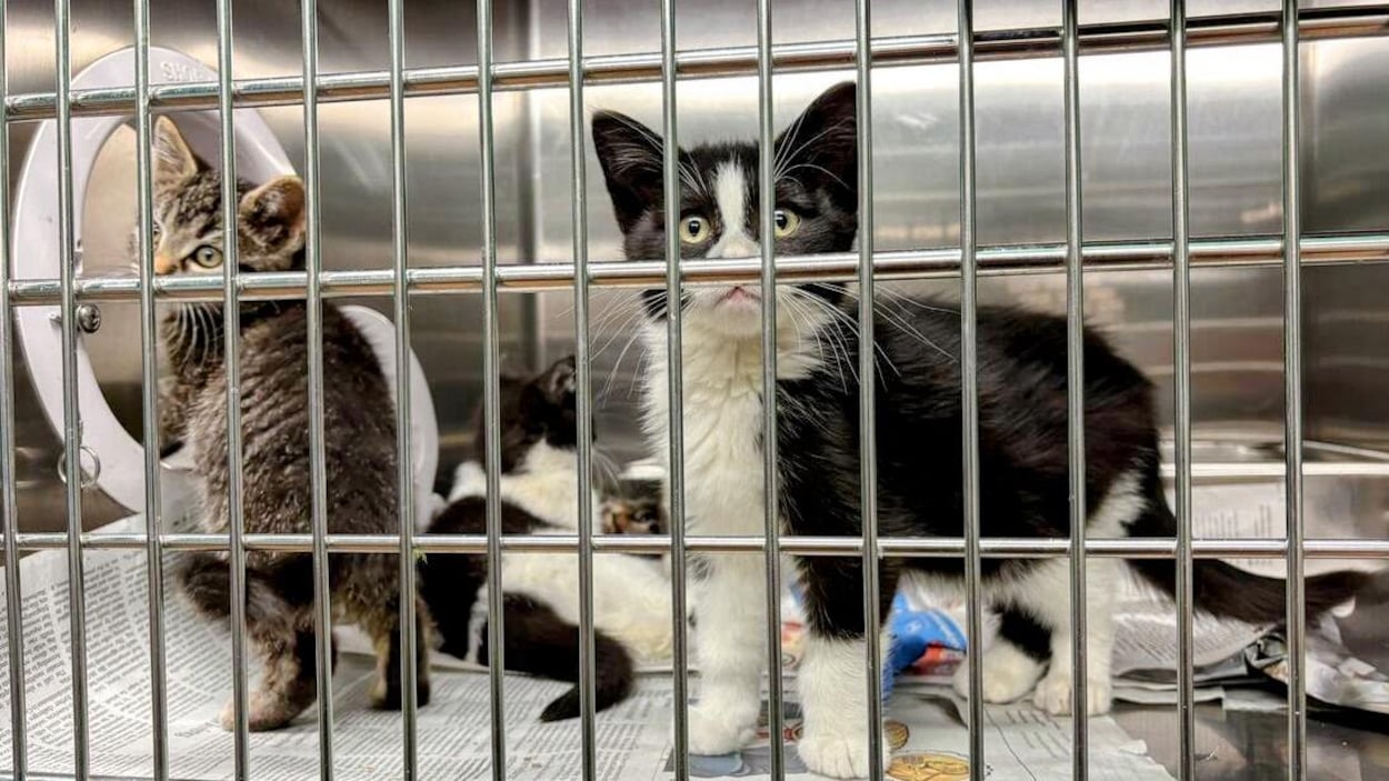 Un juge albertain répartit quatre chats entre des ex-conjoints en conflit